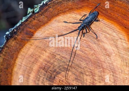 Monochamus galloprovincialis, der Kiefer-sägekäfer, auch als Schwarzkiefer-sägekäfer bezeichnet, ist ein Käfer aus der Familie der Cerambycidae. Stockfoto