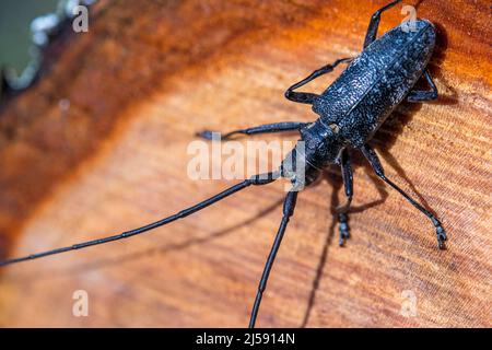 Monochamus galloprovincialis, der Kiefer-sägekäfer, auch als Schwarzkiefer-sägekäfer bezeichnet, ist ein Käfer aus der Familie der Cerambycidae. Stockfoto