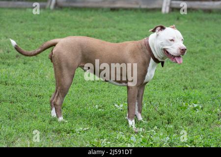 Süßer amerikanischer Pitbull Terrier Welpe steht auf einem grünen Gras im Sommerpark. Haustiere. Reinrassige Hündin. Stockfoto