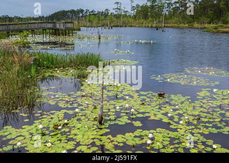 Big Branch Marsh National Wildlife Refuge am Nordufer des Lake Pontchartrain, Louisiana, USA. Stockfoto