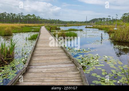 Big Branch Marsh National Wildlife Refuge am Nordufer des Lake Pontchartrain, Louisiana, USA. Stockfoto