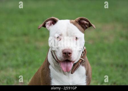 Porträt von niedlichen amerikanischen Pitbull Terrier Welpen. Nahaufnahme. Haustiere. Reinrassige Hündin. Stockfoto