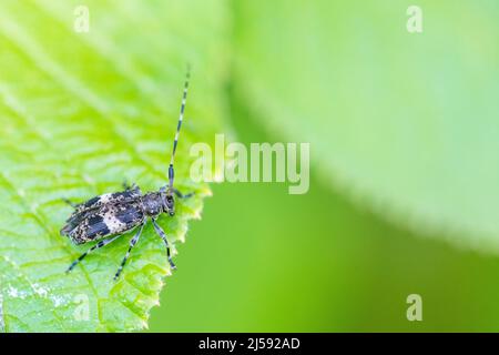 Leiopus linnei ist eine Käferart aus der Familie der Cerambycidae. Stockfoto