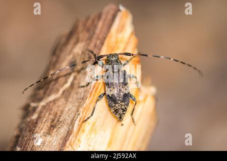 Leiopus linnei ist eine Käferart aus der Familie der Cerambycidae. Stockfoto