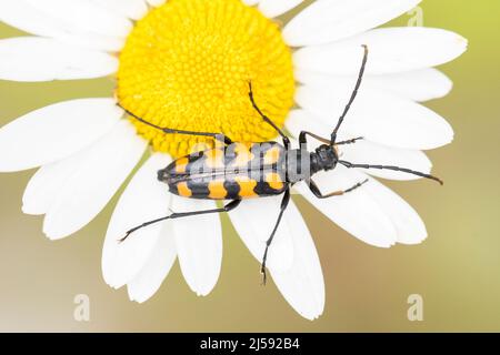 Der Vierbänderkäfer Leptura quadrifasciata ist eine Käferart aus der Familie der Cerambycidae. Stockfoto