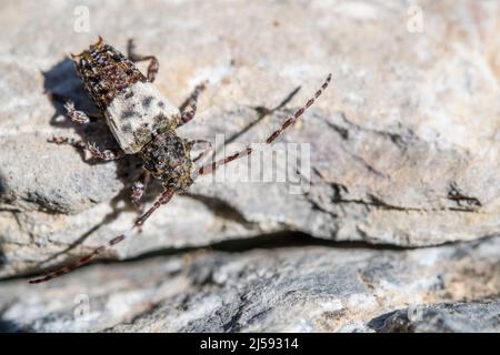 Pogonochreus hispidulus, der große Dornhornkäfer, ist eine Art flacher Langhornkäfer aus der Familie der Cerambycidae. Stockfoto