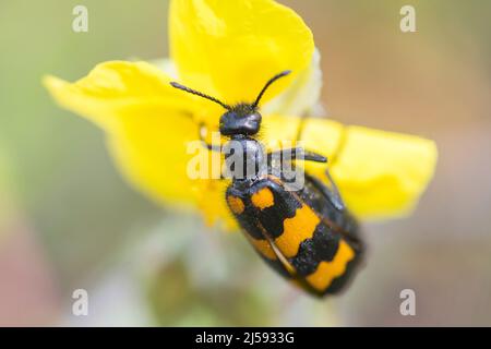 Mylabris variabilis ist eine Art von Blisterkäfer, die zur Familie der Meloidae gehört. Stockfoto