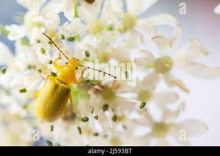 Schwefelkäfer, Cteniopus sulfureus, ist eine Art Kammkäfer, die zur Familie Tenebrionidae der Unterfamilie Alleculinae gehört. Stockfoto