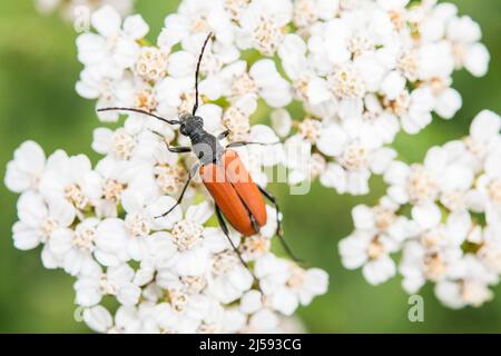 Anastrangalia sanguinolenta ist eine Art von Blütenlanghornkäfer, die zur Familie der Cerambycidae, Unterfamilie Lepturinae, einem Weibchen, gehört. Stockfoto