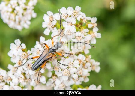 Variabler Langhornkäfer, Stenocorus meridianus, Männchen. Stockfoto