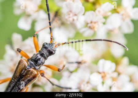 Variabler Langhornkäfer, Stenocorus meridianus, Männchen. Stockfoto