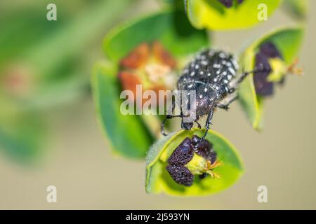 Der Mediterranean Spotted Chafer, Oxythyrea funesta, ist eine phytophagische Käferart, die zur Familie Cetoniidae, Unterfamilie Cetoniinae, gehört. Stockfoto