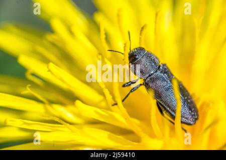 Anthaxia quadripunctata, der metallische Holzbohrkäfer, ist eine Art von Edelkäfer aus der Familie Buprestidae, Unterfamilie Buprestinae. Stockfoto