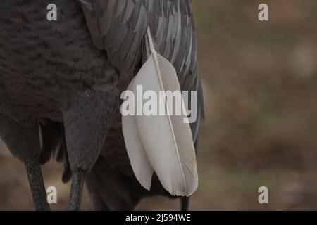 Weiße Feder auf Sandhügelkran (Grus canadensis) gefangen in Homosassa, Florida, USA Stockfoto