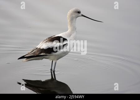 Braunhalsige Avocet (Recurvirostra americana) im Wintergefieder auf Merritt Island, Florida, USA Stockfoto
