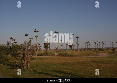 Brutkolonie der Weißstörche (Ciconia ciconia) bei Malpartida de Caceres, Extremadura, Spanien Stockfoto