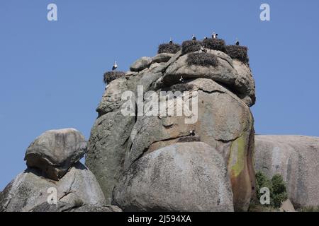 Nester von Weißstörchen (Ciconia ciconia) auf großen Felsen in Los Barruecos, Extremadura, Spanien Stockfoto