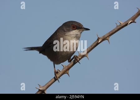 Weibliche sardische Walderin (Sylvia melanocephala), Extremadura, Spanien Stockfoto