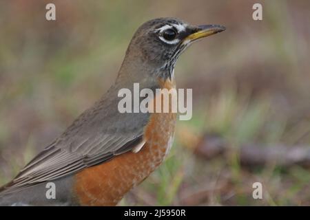 Nahaufnahme eines amerikanischen Rotkehlchen (Turdus migratorius) in Homosassa, Florida, USA Stockfoto