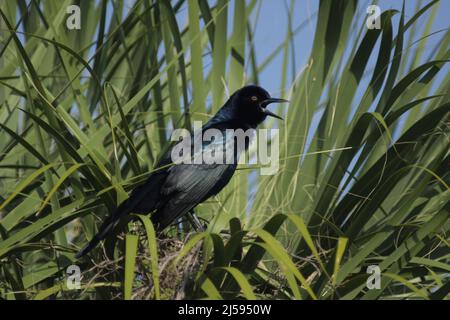 Männliche Seeschwanzgrackle (Quiscalus major) in Big Cypress Swamp, Florida, USA Stockfoto