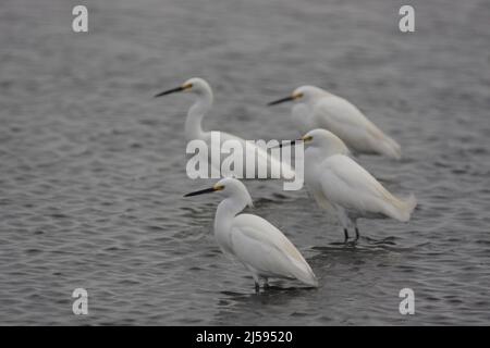 Vier verschneite Reiher (Egretta thula) fahren in eine Richtung auf Merritt Island, Florida, USA Stockfoto