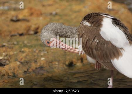 Juvenile White Ibis (Eudocimus albus) wird in Homosassa, Florida, USA, gefangen gehalten Stockfoto