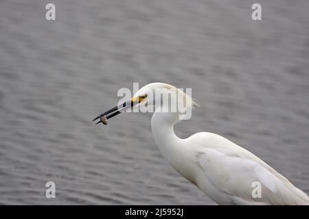 Schneegreiher (Egretta thula) mit Beute auf Merritt Island, Florida, USA Stockfoto