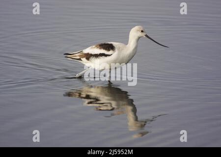 Braunhalsige Avocet (Recurvirostra americana) im Wintergefieder auf Merritt Island, Florida, USA Stockfoto