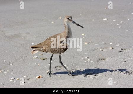 Schlammsteppenfuß (Catoptrophorus semipalmatus) am Sandstrand auf Sanibel Island, Florida, USA Stockfoto