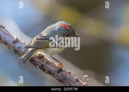 Ruby gekröntes Königchen in Vancouver BC Kanada Stockfoto