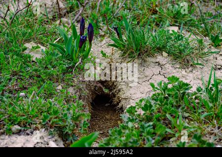 Der Bau des Tieres im Gras. Wilde lila Iris blühen über dem Bau Stockfoto