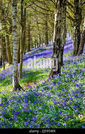 Bluebell Wood Kent Großbritannien Stockfoto