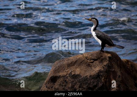 Ein Kormoran blickt auf die Coromandel Peninsula auf der Nordinsel Neuseelands Stockfoto