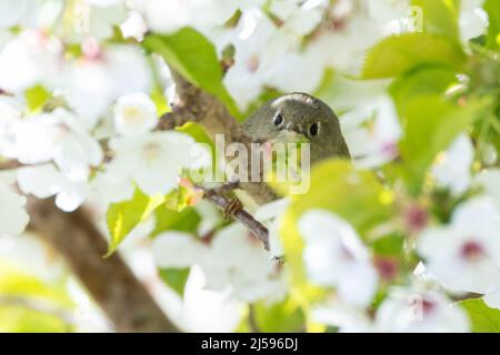 Ruby gekröntes Königchen in Vancouver BC Kanada Stockfoto