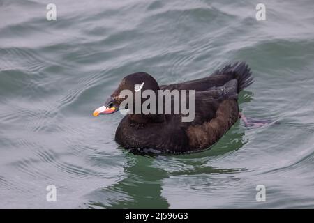 White winged scoter in Vancouver BC Kanada Stockfoto