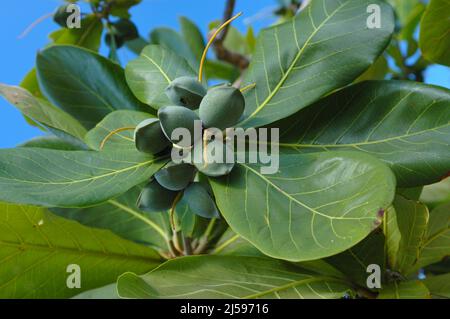 Unreife junge Mandeln (Prunus anygdalus), die auf einem Baum mit Blättern wachsen, Karibische Insel Grenada Stockfoto