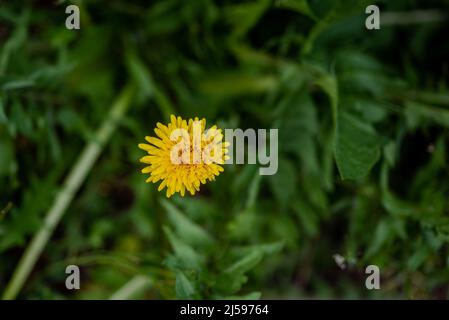 Nahaufnahme einer einzelnen gelben Dandelionenblume vor einem verschwommenen grünen Hintergrund Stockfoto