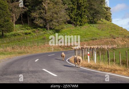 Eine Schafherde wandert auf einer kurvigen Landstraße im ländlichen Neuseeland entlang Stockfoto