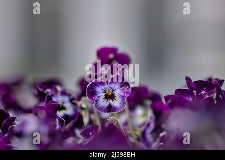 Violetter Garten Stiefmütterchen (Viola × wittrockiana), verschwommener grauer Hintergrund - Gebäudewand Stockfoto
