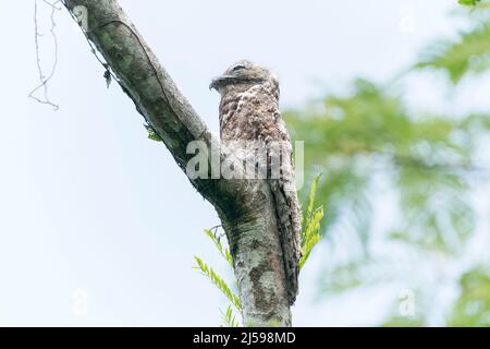 Großer Potoo, Nyctibius grandis, alleinerziehend, der am ersten Platz auf dem Baum in Costa Rica thront Stockfoto