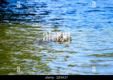 Schildkröten, die in der Sonne liegen, heizen an einem sonnigen Sommertag auf einem Holzstück an einem See Stockfoto