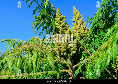 Minimalistischer monochromer Hintergrund mit großen grünen Blättern und kleinen Blüten des Rhus-Strauchs, allgemein bekannt als Sumac, Sumach oder sumaq, in einem Garten in einem Stockfoto