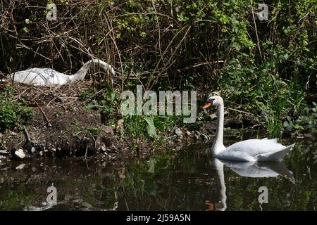 Das Weibchen legt zwischen Ende April und Anfang Mai bis zu sieben Eier. Beide Geschlechter brüten die Eier, die nach 35-41 Tagen schlüpfen. Die Jungvögel, oder Cygnets, reiten manchmal auf dem Rücken ihrer Eltern und bleiben bei den erwachsenen Vögeln für vier oder fünf Monate. Cygnets sind in der Regel schmutzig braun oben und weißlich unten. Sie brüten in Gebieten mit reichlichem Nahrungsangebot. In der Regel, nur ein Paar Nester auf einem einzigen Körper von Wasser. Stockfoto