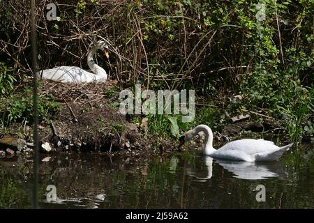 Das Weibchen legt zwischen Ende April und Anfang Mai bis zu sieben Eier. Beide Geschlechter brüten die Eier, die nach 35-41 Tagen schlüpfen. Die Jungvögel, oder Cygnets, reiten manchmal auf dem Rücken ihrer Eltern und bleiben bei den erwachsenen Vögeln für vier oder fünf Monate. Cygnets sind in der Regel schmutzig braun oben und weißlich unten. Sie brüten in Gebieten mit reichlichem Nahrungsangebot. In der Regel, nur ein Paar Nester auf einem einzigen Körper von Wasser. Stockfoto