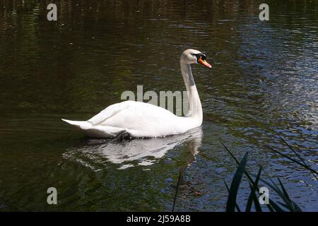 Das Weibchen legt zwischen Ende April und Anfang Mai bis zu sieben Eier. Beide Geschlechter brüten die Eier, die nach 35-41 Tagen schlüpfen. Die Jungvögel, oder Cygnets, reiten manchmal auf dem Rücken ihrer Eltern und bleiben bei den erwachsenen Vögeln für vier oder fünf Monate. Cygnets sind in der Regel schmutzig braun oben und weißlich unten. Sie brüten in Gebieten mit reichlichem Nahrungsangebot. In der Regel, nur ein Paar Nester auf einem einzigen Körper von Wasser. Stockfoto