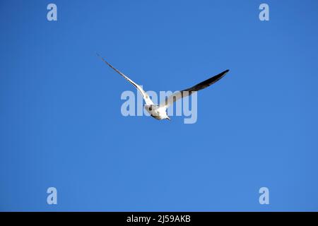 Eine weiße Möwe mit weit geöffneten Flügeln fliegt gegen den blauen Himmel. Rückansicht Stockfoto