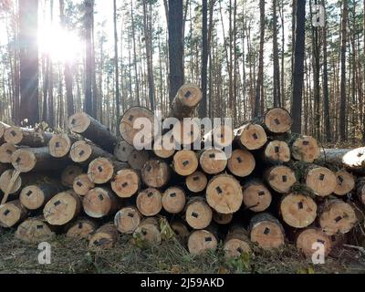 Ein Stapel von Baumstämmen, die zum Verkauf abgehauen wurden, mit Codes an den Enden für die Berechtigung ihres Verkaufs. Hinter ihnen wachsen Bäume Stockfoto
