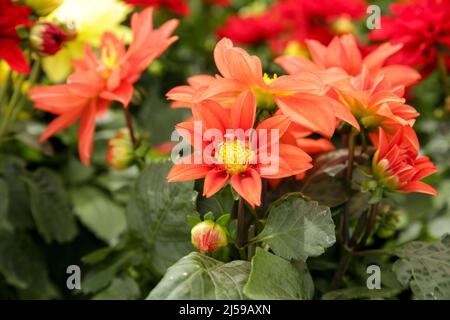 Bunte und schöne Dahlia Pinnata Cav. Pflanzen im Garten Stockfoto