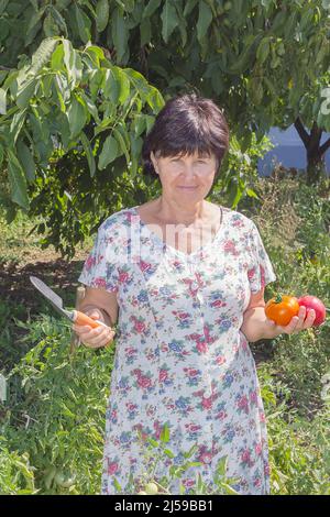 Eine Frau mittleren Alters pflückt rote, reife Tomaten. Stockfoto