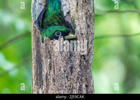 Schwarzkehltrogon oder Gelbbauchtrogon, Trogon rufus, alleinwachsendes Männchen, das im Regenwald Costa Ricas im Loch im Baum auf dem Nest sitzt Stockfoto